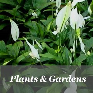 Plants and Gardens