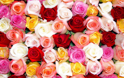 Rose Color Meanings – House of Flowers